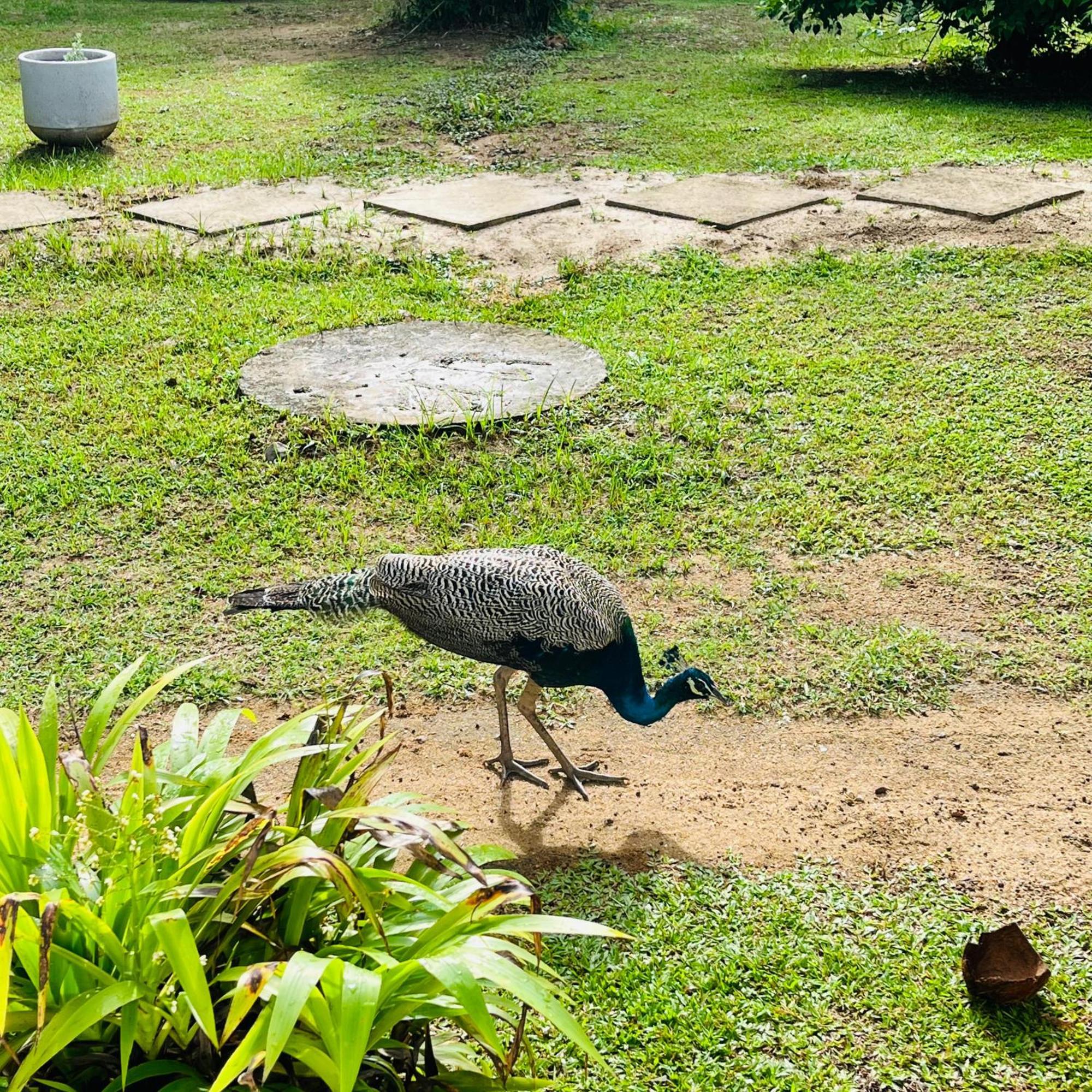 Hanguk Lanka Lagoon Villa Tangalle Esterno foto