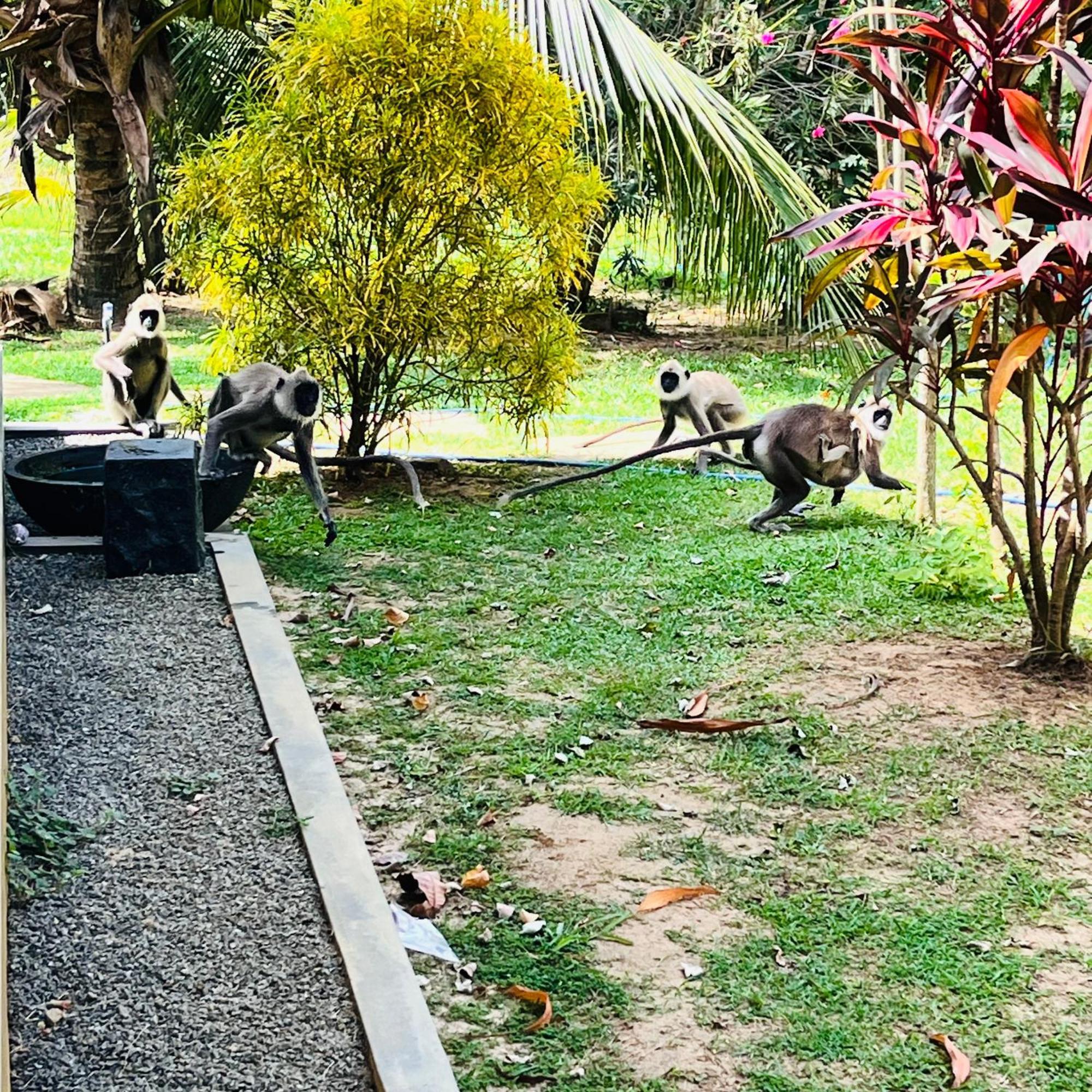 Hanguk Lanka Lagoon Villa Tangalle Esterno foto
